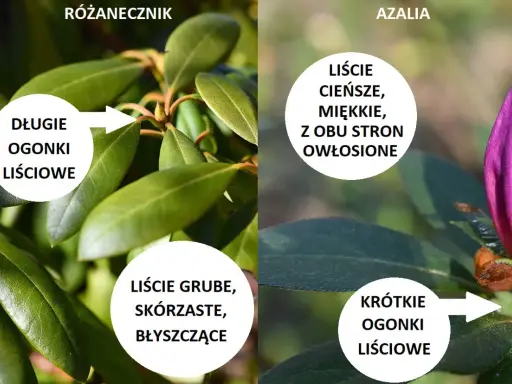 Porównanie: różanecznik ma długie ogonki liściowe i grube, błyszczące liście. Azalia ma krótkie ogonki i cieńsze, miękkie liście.