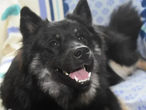 Un chien noir aux poils longs, le museau légèrement relevé, montre ses dents blanches dans un sourire. Il semble prêt à jouer, un chien qui claque des dents de joie.