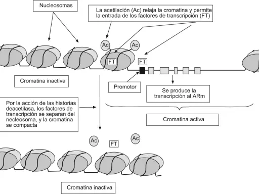 Diagrama ilustra cómo la acetilación (Ac) relaja la cromatina, permitiendo la entrada de factores de transcripción (FT) y la transcripción al ARm. Muestra partes del cromosoma en estados activo e inactivo.