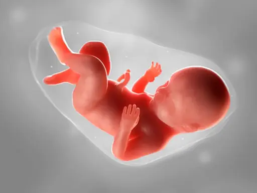 Ein Fötus in der 20. SSW. Statistiken zeigen, dass die meisten Babys um diese Zeit herum geboren werden.