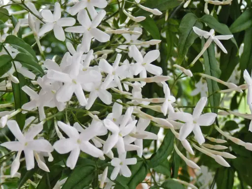 Ein Strauch mit vielen kleinen, weißen Jasminblüten und grünen Blättern. Die Blüten sind bereit für das Jasmin schneiden.