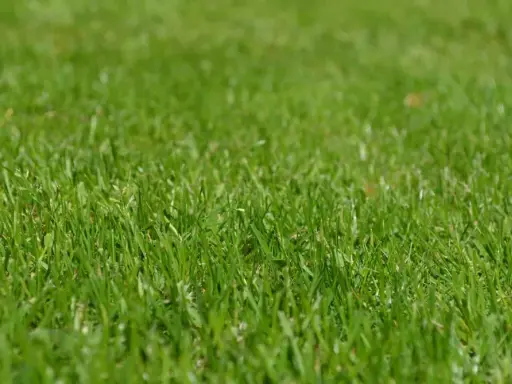 Primer plano de una densa y vibrante grama cesped, con hojas verdes y frescas que invitan a caminar descalzo.