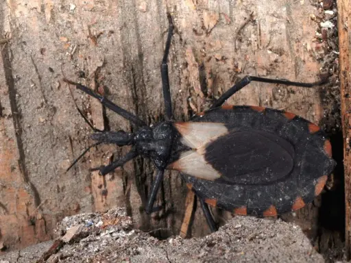 En stor, svart insekt med orange markeringar på kroppen, en så kallad "kissing bug", sitter på en trädstam. Dessa insekter kan sprida chagas.