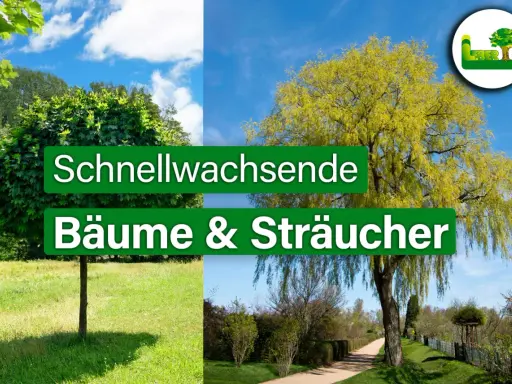 Zwei Bäume, einer kugelförmig, der andere hängend, repräsentieren schnellwachsende Bäume & Sträucher.