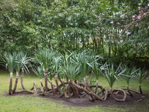Un groupe de yucca plante extérieur aux troncs entrelacés sur une pelouse verte, avec des arbres luxuriants en arrière-plan.