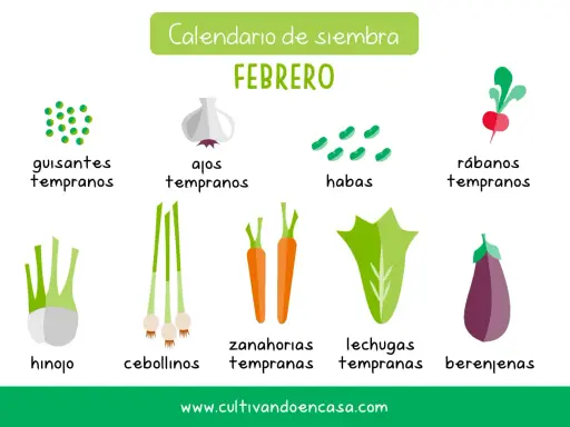 Calendario de siembra de febrero: guisantes, ajos, habas, rábanos, hinojo, cebollinos, zanahorias, lechugas y berenjenas.