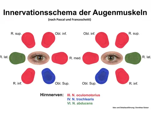 Schema der Augenmuskel-Innervation. Mögliche Symptome einer Augenmuskel-Verspannung können durch die Darstellung der Nervenbahnen erklärt werden.