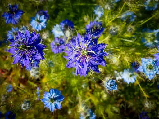Fleurs bleues éclatantes de nigelle de Damas, aux pétales délicats et aux étamines fines, se dressent dans un champ verdoyant.