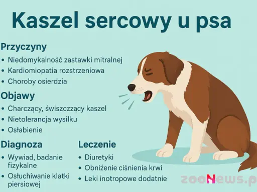 Ilustracja przedstawia psa z objawami kaszlu sercowego: charczący kaszel, nietolerancja wysiłku.