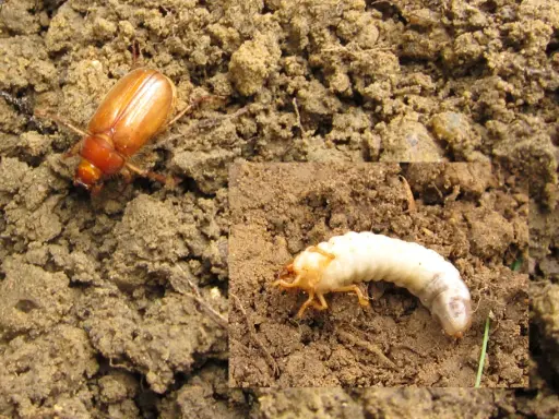 Un scarabée brun et sa larve blanche dans la terre. La larve de scarabée se nourrit des racines.