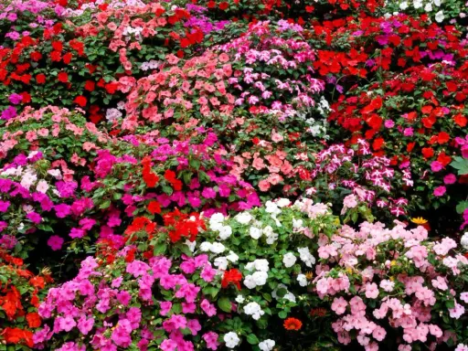 A vibrant carpet of impatiens in full sun, bursting with red, pink, and white blooms.