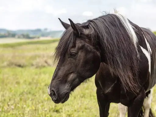 Ein majestätischer barocker Pinto mit schwarzem Fell und weißen Flecken steht auf einer grünen Wiese.