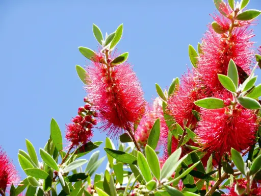 Fleurs rouges vives de rince bouteille sous un ciel bleu éclatant.
