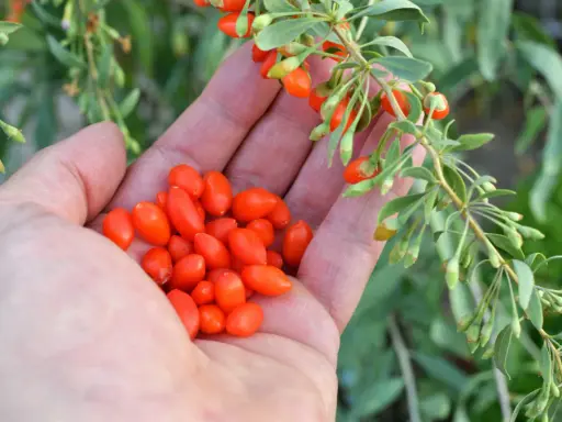 Eine Hand hält eine Ernte von leuchtend roten Goji-Beeren, die gerade vom Strauch gepflückt wurden.