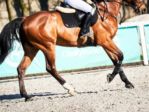 Brązowy koń w galopie, z jeźdźcem w siodle, w tle zielony baner z napisem "ClipMyHorse.pl".