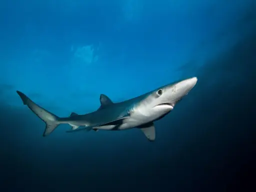 Un esemplare di una delle specie di squali più eleganti nuota nelle profondità blu.
