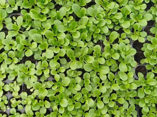 Jeunes pousses de salade frisée dans des alvéoles, prêtes à être transplantées.
