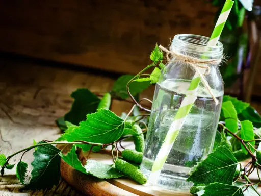 Szklana butelka z wodą i zielono-białą słomką, otoczona gałązkami brzozy z młodymi pąkami. Naturalny syrop z brzozy na kaszel.