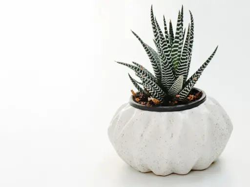 Zebra aloes w białej, karbowanej doniczce. Ziemia w doniczce jest ciemna, lekko wilgotna, idealna dla sukulentów.