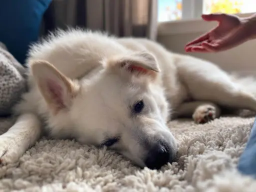 Un chien blanc se repose sur un tapis moelleux, une main tendue vers lui. Comment savoir si mon chien est heureux ? Il semble paisible.