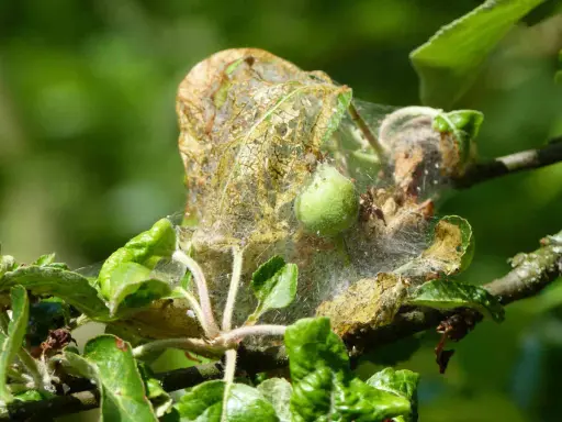 Une chenille pommier a tissé sa toile sur une feuille, signe qu'un traitement naturel est nécessaire pour protéger l'arbre.
