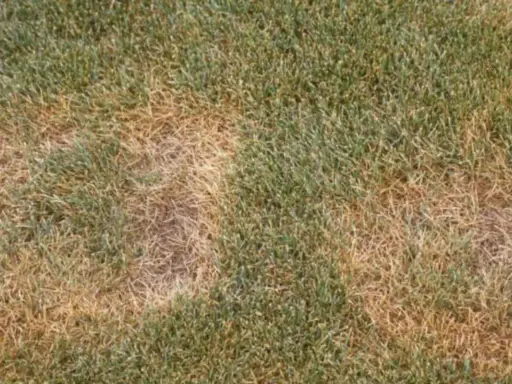 Patches of brown, dead grass indicate summer patch disease on the lawn.