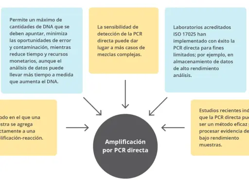 Diagrama de flujo con un círculo central que dice "Amplificación por PCR directa" rodeado de cuadros de texto con información sobre sus beneficios y aplicaciones.