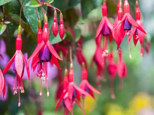 Hängande fuchsia utomhus med sina karaktäristiska röda kronblad och lila inre. En sommaräng i full blom.
