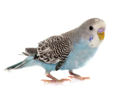 Un adorabile parrocchetto ondulato femmina, con piumaggio azzurro e grigio, posa su sfondo bianco.