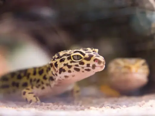 Gekon lamparci z cętkowanym wzorem na żółtym tle, z drugim gekonem w tle.