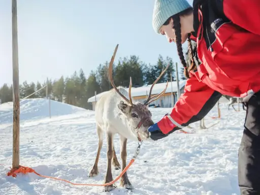 Osoba w czerwonej kurtce karmi renifera w zaśnieżonym krajobrazie Laponii.