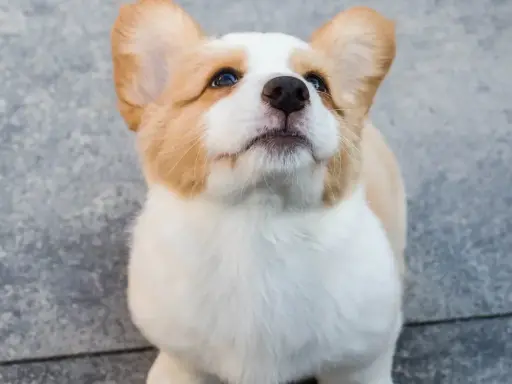 Uroczy szczeniak corgi z wielkimi uszami patrzy w górę, zastanawiając się, kiedy pies przestaje rosnąć.
