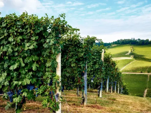 Reife Trauben der Barolo Rebsorte hängen an üppigen Rebstöcken, die sich über grüne Hügel erstrecken.