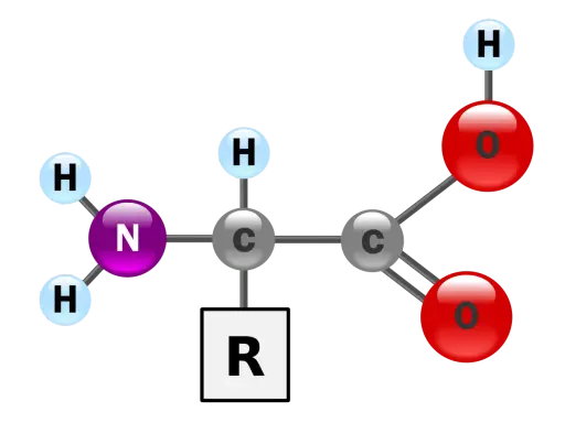 Strukturformel einer alpha Aminosäure mit Aminogruppe (N, H), Carboxylgruppe (C, O) und variablem Rest (R).