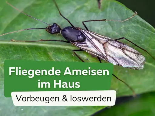 Nahaufnahme einer geflügelten Ameise auf einem Blatt. Text: "Fliegende Ameisen im Haus. Vorbeugen & loswerden.
