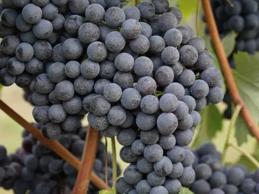 Reife, dunkle Trauben der Rebsorte Barbaresco hängen an den Reben.