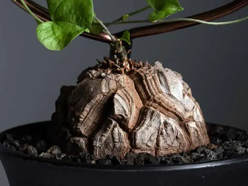 Wyjątkowy kaudeks Dioscorea elephantipes, przypominający skorupę żółwia, z zielonymi liśćmi pnącymi się po podporze.