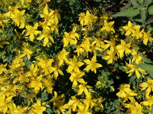 Un champ de millepertuis aux fleurs jaunes éclatantes, évoquant ses nombreux bienfaits pour le bien-être.