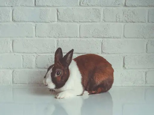 Ein braun-weißer Hase liegt vor einer weißen Ziegelwand. Seine großen, dunklen hasen augen blicken neugierig in die Ferne.