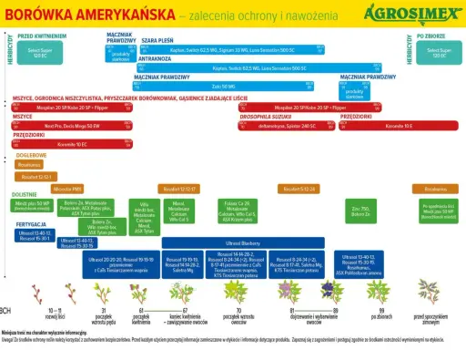Kiedy nawozić borówki? Tabela pokazuje zalecenia nawożenia i ochrony borówki amerykańskiej w zależności od fazy rozwojowej rośliny (BBCH).