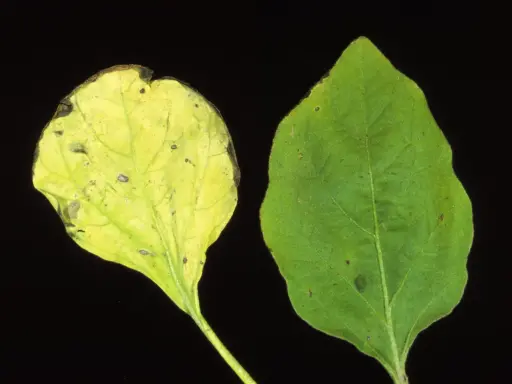 Feuille d'aubergine saine verte à côté d'une feuille montrant les symptômes d'une maladie : jaunissement et nécrose.