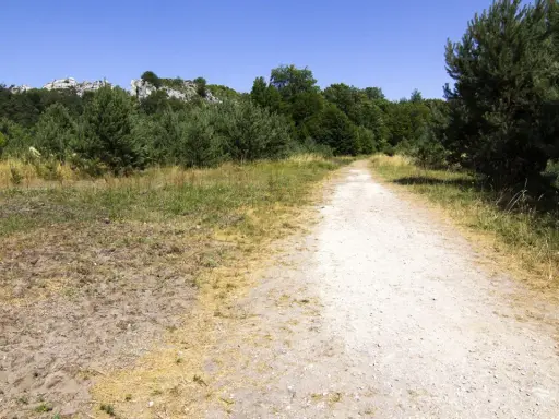 Droga przez las prowadzi do skalistych wzniesień. To ścieżka w centrum dziedzictwa przyrodniczego i kulturowego Jury.