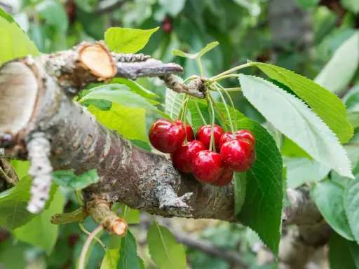 Reife Kirschen hängen an einem Ast, der nach dem Kirschbaum schneiden im Frühjahr gut verheilt ist.