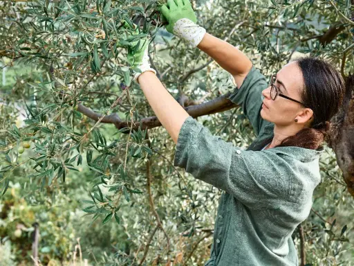 Une femme taille un olivier trop haut, portant des gants verts. Elle utilise des sécateurs pour élaguer les branches.