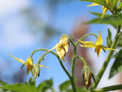 Fleurs de tomate jaunes, certaines fanées, sur fond bleu. Comprendre pourquoi les fleurs de tomates tombent est essentiel pour une bonne récolte.