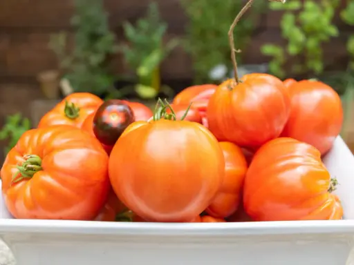 Un assortiment de tomates rouges, dont une tomate ananas rouge, dans un plat blanc.