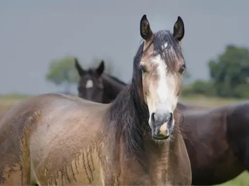 Ein braunes Pferd mit weißer Blesse blickt in die Kamera, während ein anderes Pferd im Hintergrund steht. Das Fell des vorderen Pferdes wirkt feucht, als ob es zittert.