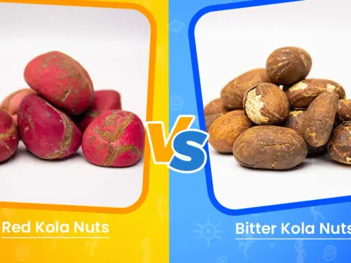Comparaison entre le petit cola rouge et le petit cola amer. Les noix rouges sont vives, tandis que les noix amères ont une teinte terreuse.