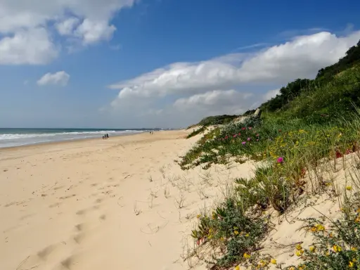 Sonniger Chiclana de la Frontera Strand mit Dünen, blühenden Pflanzen und dem Meer im Hintergrund.