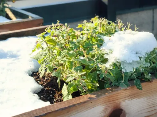 A green mint plant in a wooden planter is covered in snow, raising the question: can mint survive winter?